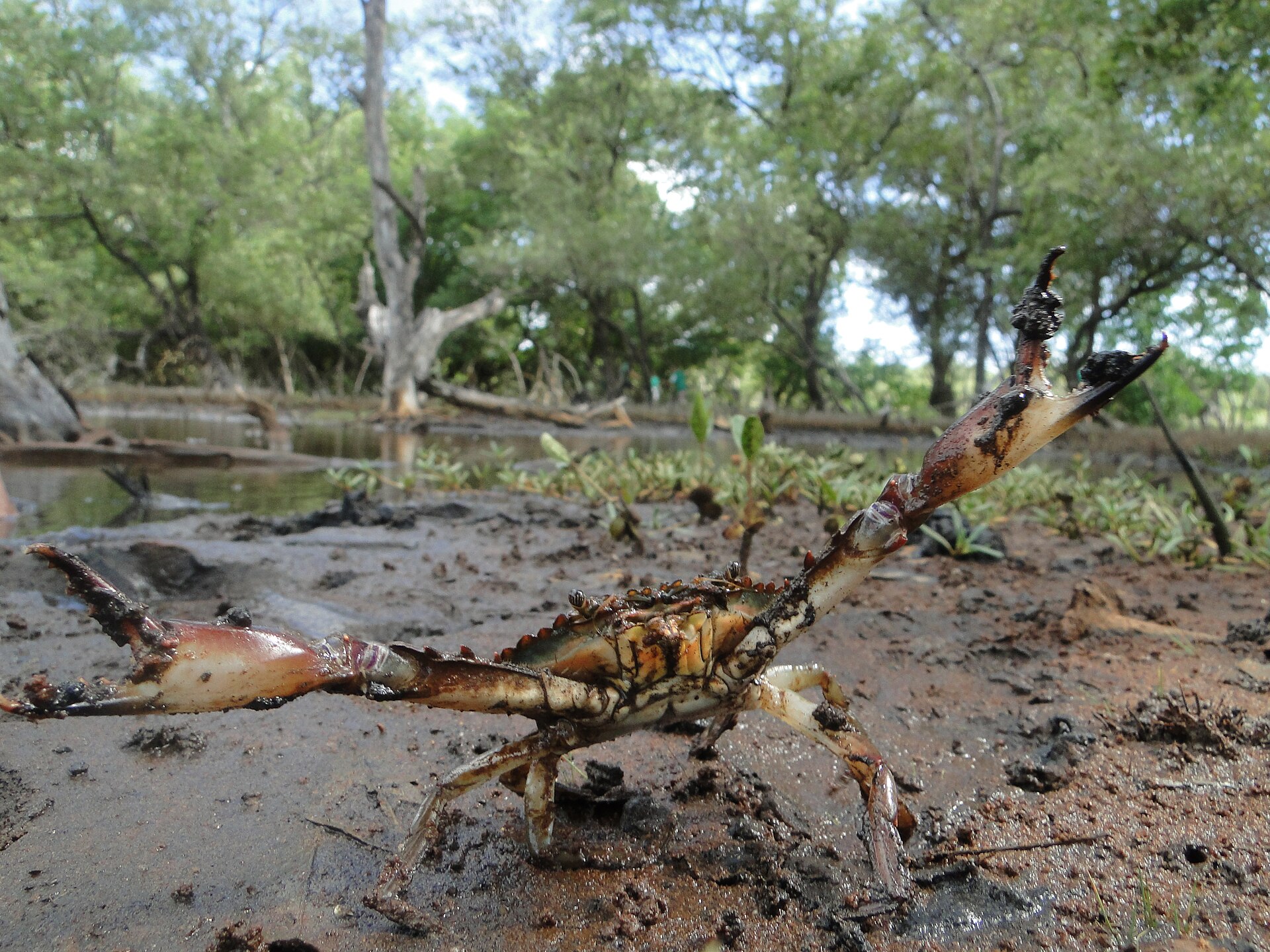Imagem de referência de Área de Proteção Ambiental do Estuário do Rio Mundaú, descrito nos dados abertos como área de Proteção Ambiental do Estuário do Rio Mundaú de nível Estadual, localizado (a) em Itapipoca (CE), Trairi (CE)