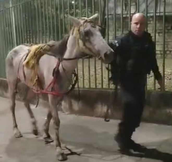 Cavalo é resgatado após ser encontrado ferido e sendo usado para transportar entulho no Rio