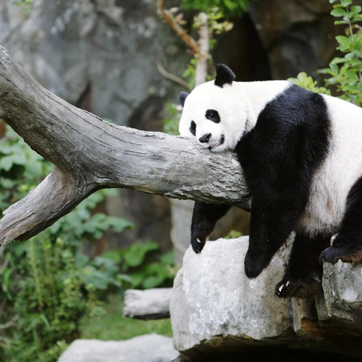 Em visita a Trump, Xi anuncia envio de pandas "embaixadores" a zoo dos EUA