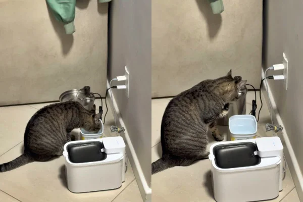 Gatinha viraliza ao ignorar fontes para beber água em pote de margarina