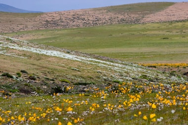 Deserto colorido: Atacama floresce após volume de chuva inédito provocado pelo El Niño; veja fotos