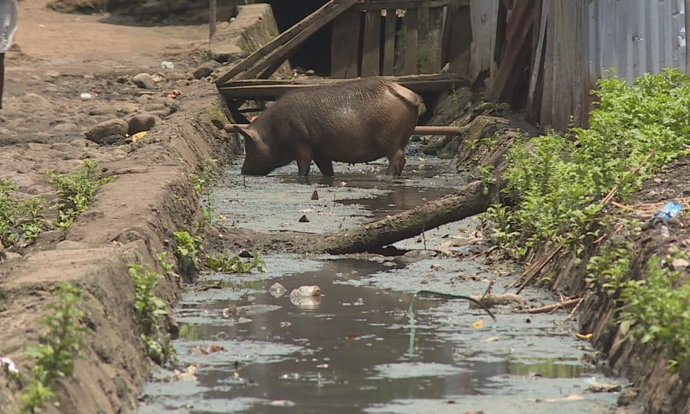 WACA ataca a insalubridade que há vários anos domina o centro da Vila da Ribeira Afonso