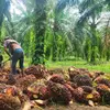 Biometana dari Limbah Sawit, Solusi Energi Rendah Karbon untuk Industri