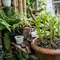 7 Cara Membuat Kangkung Tumbuh Kembali dari Potongan Batang, Anti Gagal