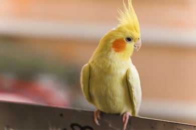 Aurora, Kiwi ou Pipoca? Veja nomes fofos e diferentes para escolher para o seu passarinho