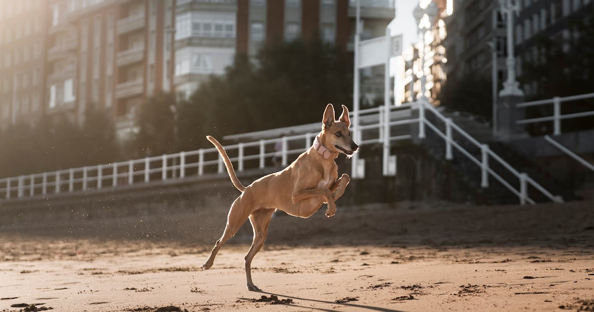 Saiba como ensinar o seu cachorro a voltar para casa