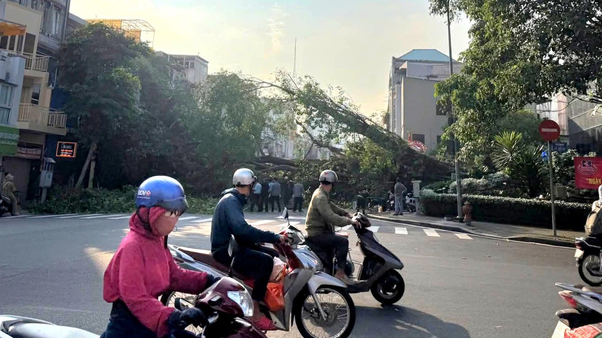 Uma árvore de figo de um prédio tombou e bloqueou a rua Đinh Tiên Hoàng - Võ Thị Sáu, em TP.HCM.