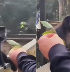 Vídeo do momento da agressão circula nas redes sociais Foto: Reprodução/Instagram/@ovictorbiologo