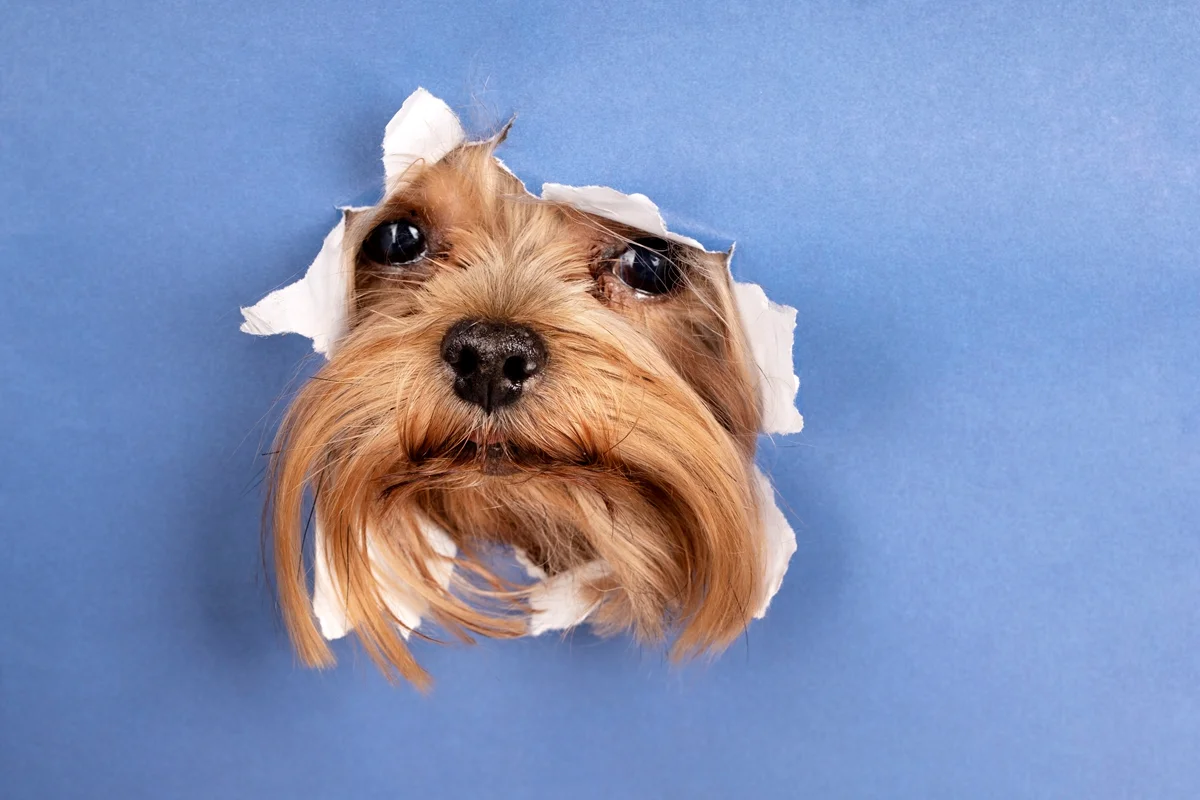 Imagem da matéria: Adaptar a dieta e a rotina a diferentes fases aumenta a saúde dos pets