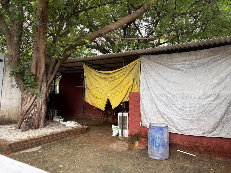 Albergue ou abrigo para vacas? O que encontramos dentro do colégio Hansraj da Universidade de Deli