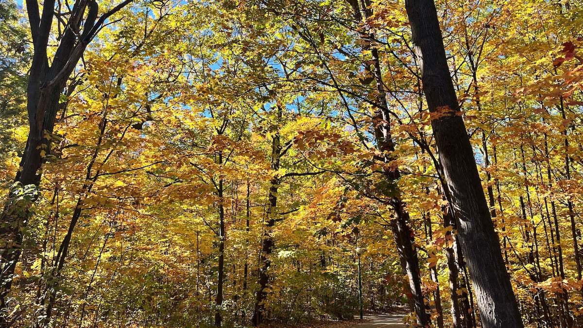 Sun illuminates fall colours this weekend in Simcoe County