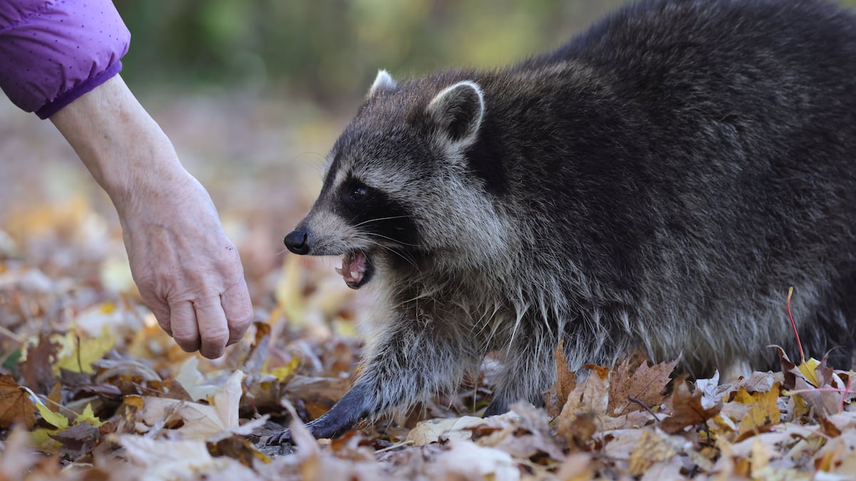 We're hearing more about rabies in the news. Here's what to know about the virus