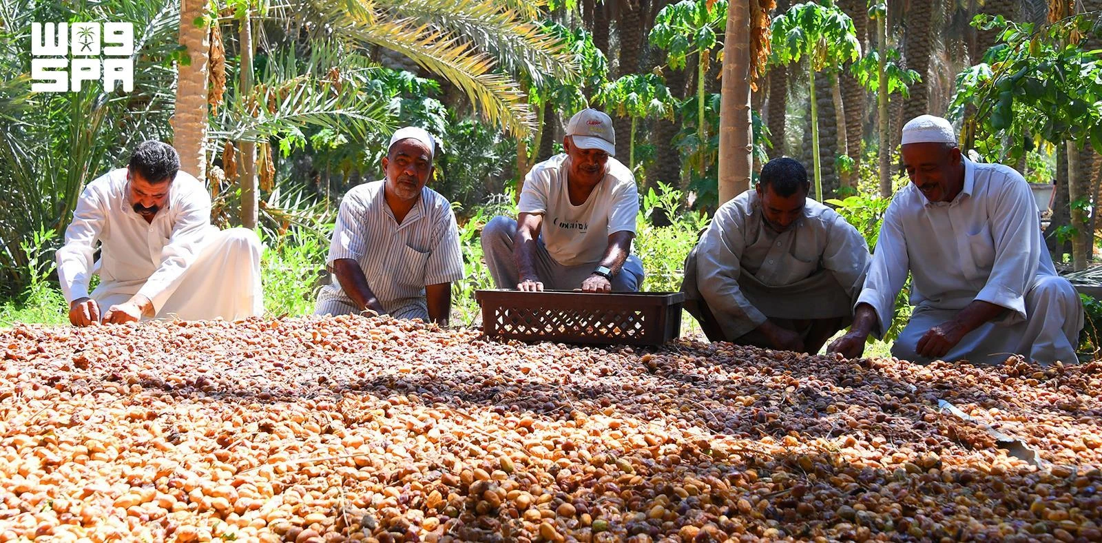 As exportações de tâmaras da Arábia Saudita chegam a US$ 534 milhões enquanto o Reino mantém a liderança global
