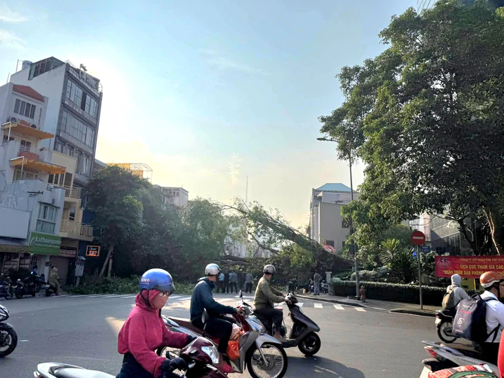 Uma árvore de figo de um prédio tombou e bloqueou a rua Đinh Tiên Hoàng - Võ Thị Sáu, em TP.HCM.