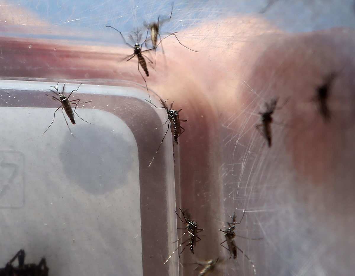 Surto de dengue na Flórida é o maior registrado nos Estados Unidos continentais nas últimas décadas