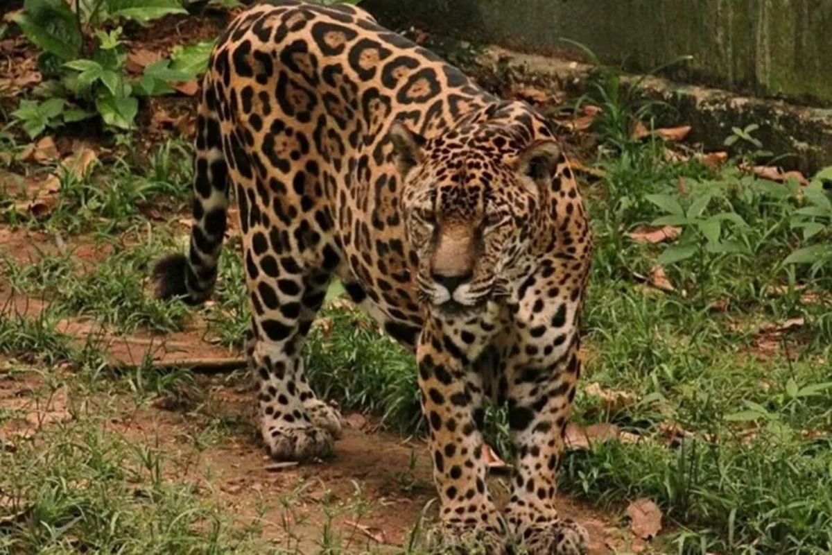 Onça-pintada de Manaus eleita a mais velha do mundo em cativeiro pelo Guinness - Metrópoles